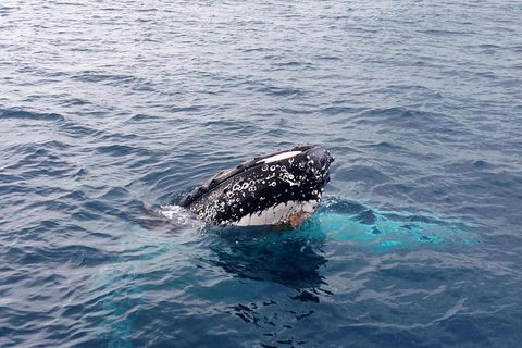 Dunsborough Whale Watching Eco Tour - Darwin Holiday 6