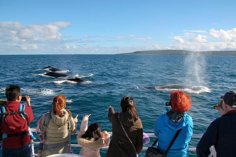 Dunsborough Whale Watching Eco Tour - Darwin Holiday 4