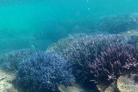 Abrolhos Island Half Day Fly And Flipper - Darwin Holiday 1