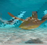 Turtle Eco Adventure Tour in Exmouth - Darwin Holiday