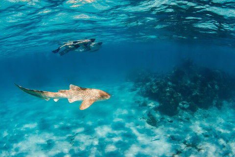 Turtle Eco Adventure Tour In Exmouth - Darwin Holiday 5