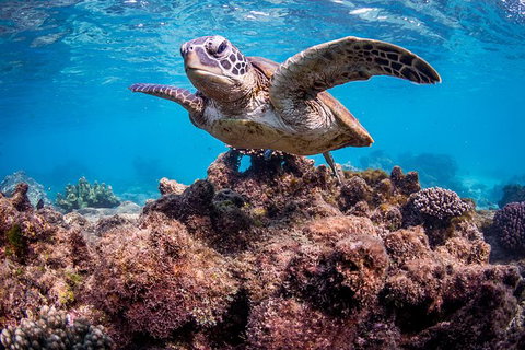 Turtle Eco Adventure Tour In Exmouth - Darwin Holiday 3