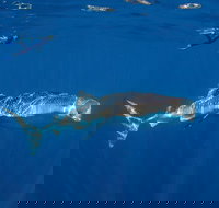 Private Whale Shark or Humpback Whale Swimming Tour - Darwin Holiday