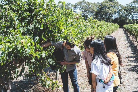 Voyager Estate: Private Winery Tasting Tour In Margaret River With Lunch - Darwin Holiday 2