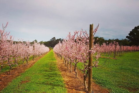 Small-Group Bickley Valley Wine Tour - Darwin Holiday 11
