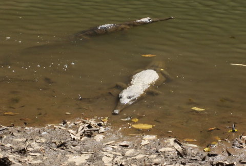 Windjana Gorge And Tunnel Creek 4WD Tour From Broome - Darwin Holiday 11