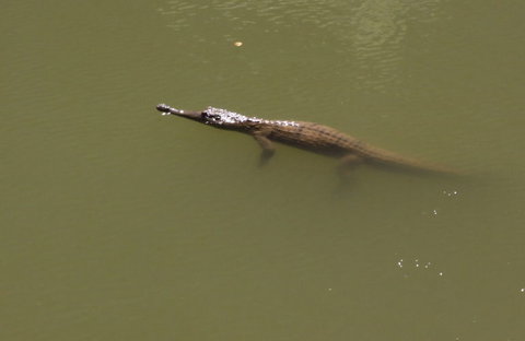 Windjana Gorge And Tunnel Creek 4WD Tour From Broome - Darwin Holiday 12