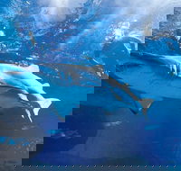 Snorkel with Sharks at AQWA - Darwin Holiday