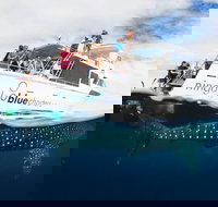 VIP luxury chartered escapes exploring the reef at your own pace - Darwin Holiday