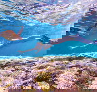 7-Day Exmouth Explorer via Pinnacles Monkey Mia Ningaloo Reef returning to Perth - Darwin Holiday