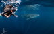 Deluxe WhaleShark Swim Tour On The Ningaloo Reef From Exmouth - thumb 0