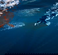 Deluxe WhaleShark Swim Tour on the Ningaloo Reef from Exmouth - Darwin Holiday