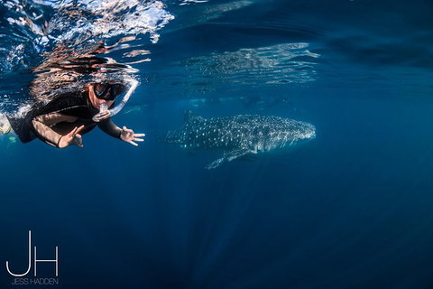 Deluxe WhaleShark Swim Tour On The Ningaloo Reef From Exmouth - Darwin Holiday 0