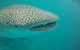 Deluxe WhaleShark Swim Tour On The Ningaloo Reef From Exmouth - thumb 1