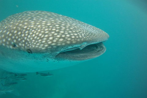 Deluxe WhaleShark Swim Tour On The Ningaloo Reef From Exmouth - Darwin Holiday 1