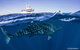 Deluxe WhaleShark Swim Tour On The Ningaloo Reef From Exmouth - thumb 7