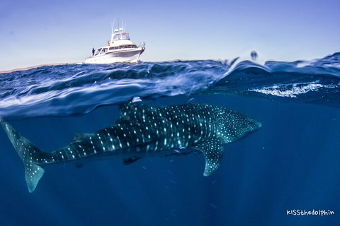 Deluxe WhaleShark Swim Tour On The Ningaloo Reef From Exmouth - Darwin Holiday 7