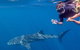 Deluxe WhaleShark Swim Tour On The Ningaloo Reef From Exmouth - thumb 3