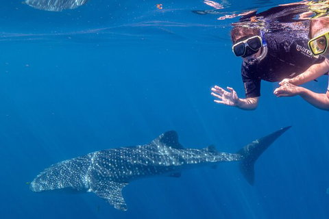Deluxe WhaleShark Swim Tour On The Ningaloo Reef From Exmouth - Darwin Holiday 3