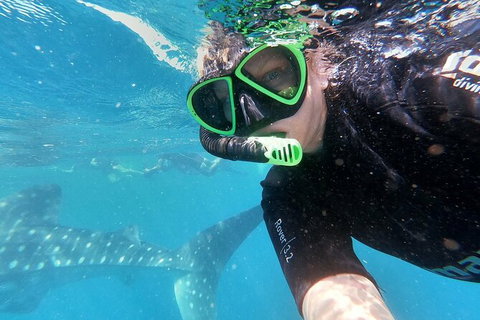 Deluxe WhaleShark Swim Tour On The Ningaloo Reef From Exmouth - Darwin Holiday 4