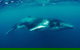 Humpback Whale Swim Tour - thumb 0