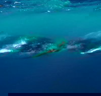 Humpback Whale Swim Tour - Darwin Holiday