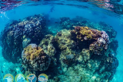 Turtle And Reef Adventure - Darwin Holiday 1