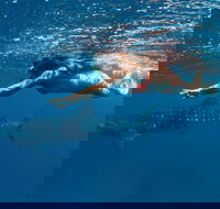 Swim with Whale Sharks - Ningaloo Reef - 3 Islands Whale Shark Dive - Darwin Holiday