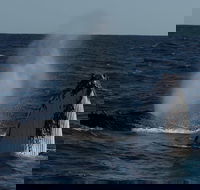 Perth Whale-Watching Cruise from Hillarys Boat Harbour - Darwin Holiday