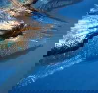 Ningaloo Whale Shark Swim on a Powerboat - Darwin Holiday