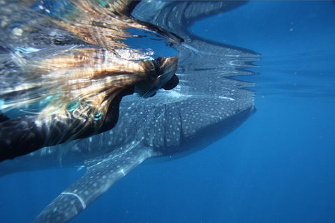 Ningaloo Whale Shark Swim On A Powerboat - Darwin Holiday 0
