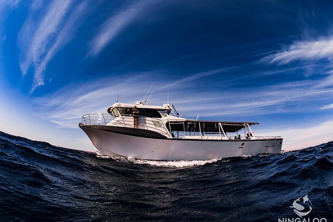 Ningaloo Whale Shark Swim On A Powerboat - Darwin Holiday 1