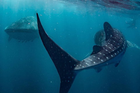Ningaloo Whale Shark Swim On A Powerboat - Darwin Holiday 7
