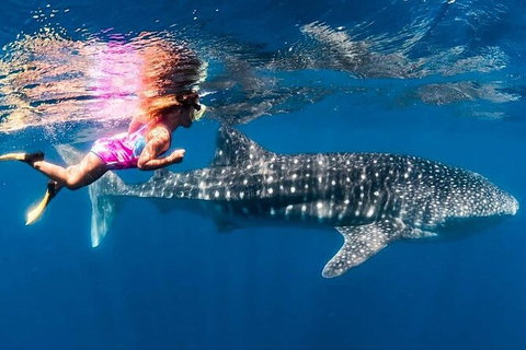 Ningaloo Whale Shark Swim On A Powerboat - Darwin Holiday 4