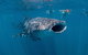 Ningaloo Whale Shark Swim On A Powerboat - thumb 6