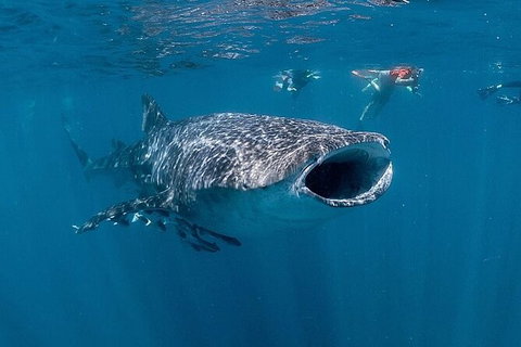 Ningaloo Whale Shark Swim On A Powerboat - Darwin Holiday 6