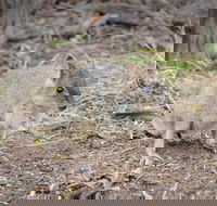 Nocturnal Wildlife Tour from Busselton or Dunsborough - Darwin Holiday