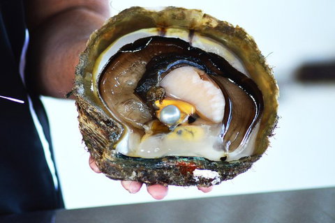 Live Pearl Harvest Experience - Perth - Darwin Holiday 4
