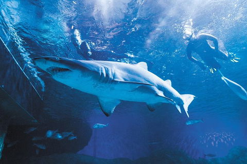 AQWA The Aquarium Of Western Australia: General Admission - Darwin Holiday 9