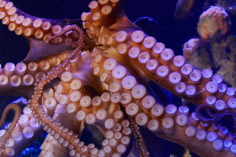 AQWA The Aquarium Of Western Australia: General Admission - Darwin Holiday 8