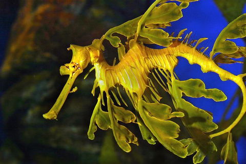 AQWA The Aquarium Of Western Australia: General Admission - Darwin Holiday 13
