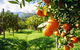 Full-Day Swan Valley, Wildlife Park, Winery & Fruit Orchard - thumb 0