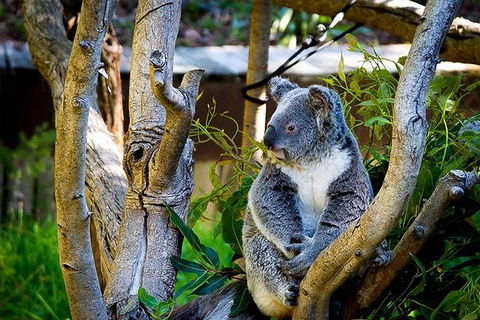 Full-Day Swan Valley, Wildlife Park, Winery & Fruit Orchard - Darwin Holiday 1