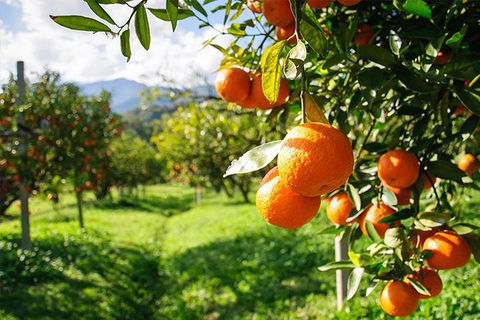 Full-Day Swan Valley, Wildlife Park, Winery & Fruit Orchard - Darwin Holiday 4