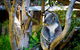Full-Day Swan Valley, Wildlife Park, Winery & Fruit Orchard - thumb 5