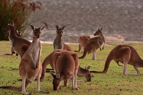 Half-Day Swan Valley & Wildlife Park Tour - Darwin Holiday 3