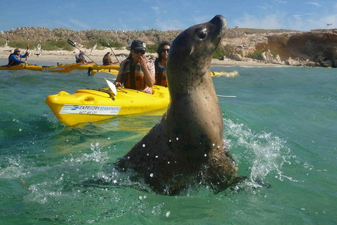 Penguin And Seal Island Kayak Tour - Darwin Holiday 0
