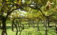 Swan Valley Gourmet Wine Cruise From Perth - thumb 8