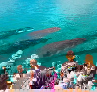 Humpback Whale Sunset Cruise - Darwin Holiday