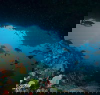 Rottnest Island scuba diving from Fremantle - Darwin Holiday